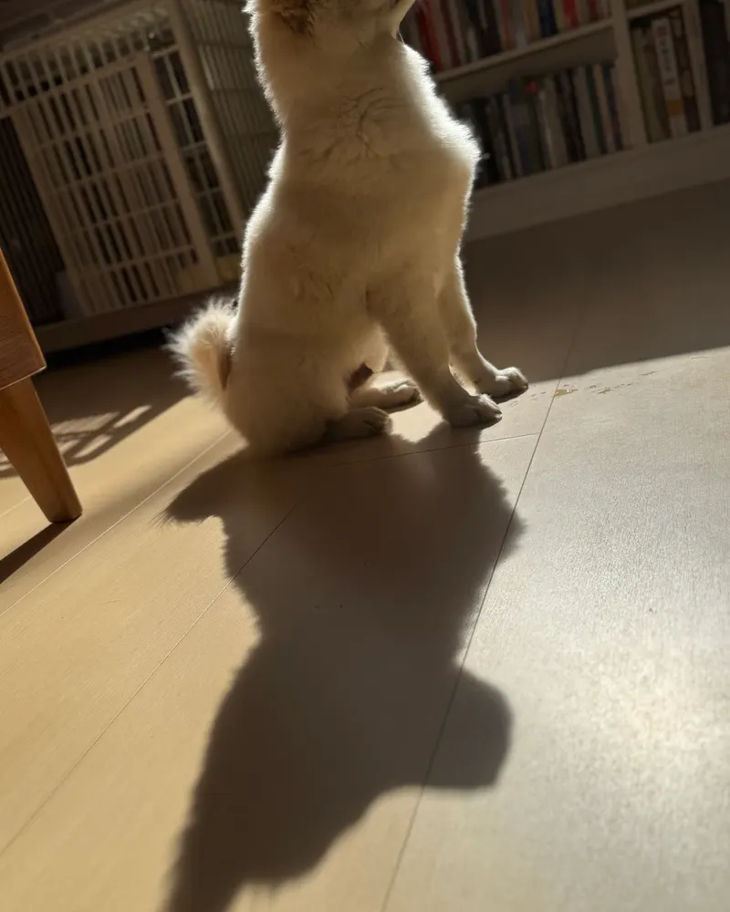 午后的阳光里，小狗坐在书架前，影子拉得很长