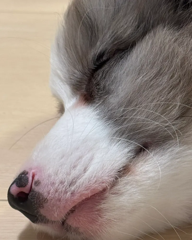 睡着的小狗，脸颊贴着地板